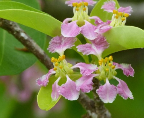 Overleven op het land_niveau 1_plantengroei - 